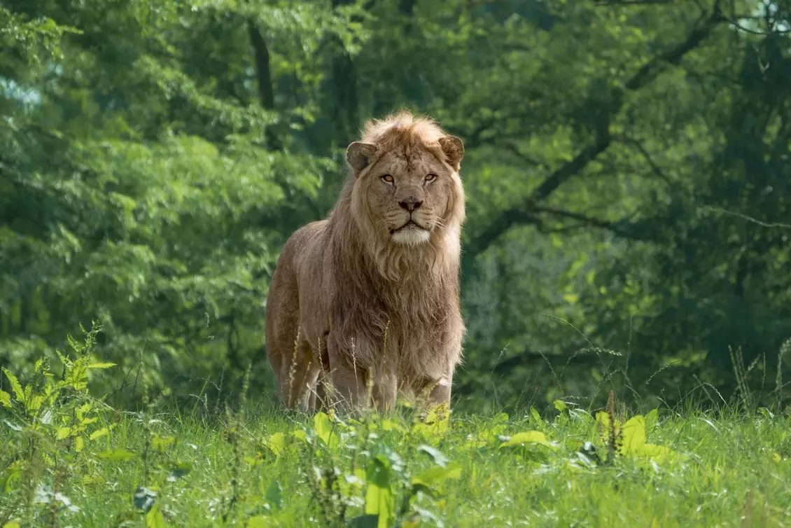 African lion | Whipsnade Zoo